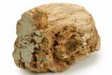 Triassic-Age Petrified Wood Log - Madagascar #378894-1